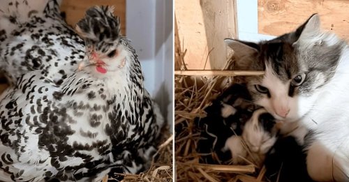 Une poule refuse que son humaine la touche et dévoile ainsi qu’elle couve des chatons âgés d’à peine un jour (vidéo)