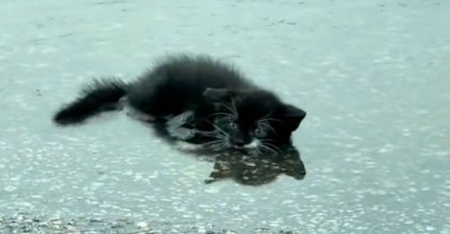 Gisant seul au milieu d’une flaque d’eau, ce chaton errant avait renoncé à se battre quand un couple d’inconnus lui a offert le cadeau qu'il attendait (vidéo)