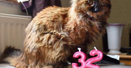 Cette chatte de 32 ans à la santé de fer s'apprête à devenir la doyenne mondiale des félins
