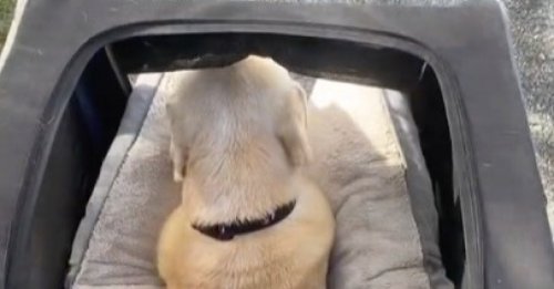 Une femme a trouvé un moyen d’emmener son chien sénior en balade sans le fatiguer (vidéo)