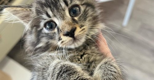 Une chatonne errante choisit un entrepôt pour se réfugier et fait fondre les cœurs de tous les employés