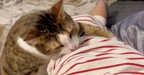 La manière dont cette chatte tente de calmer un enfant qui fait une crise de colère est épatante ! (vidéo)