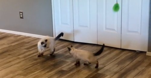 L'émouvante réaction d'un chaton Siamois adopté qui retrouve son frère (vidéo)