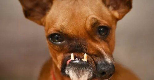 "Il est magique" : L'inspirante histoire d'un chien au visage déformé bien décidé à croquer la vie à pleines dents