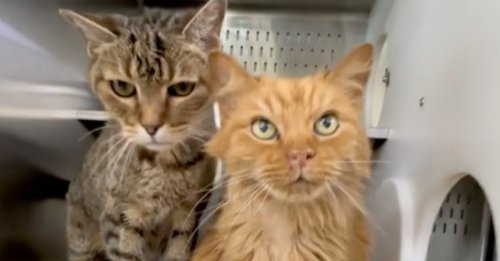 Ces 2 chats de 18 ans ont été adoptés, puis rapportés au refuge le jour même (vidéo)