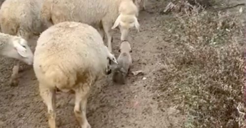 Un chiot formé pour devenir chien de berger conquiert le cœur des internautes en essayant de diriger un troupeau (vidéo)