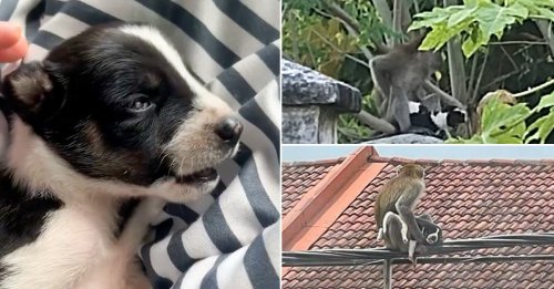 Un singe kidnappe et prend en otage un chiot pendant 3 jours, des habitants tentent de le secourir (vidéo)