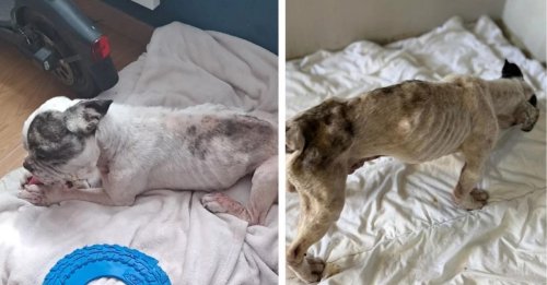 Brisé par des années de coups, ce Bouledogue est sauvé in extremis par une inconnue courageuse