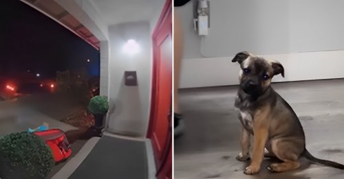 Un individu abandonne son chiot sur le pas d’une porte en pleine nuit, avant de disparaître dans la nature (vidéo)