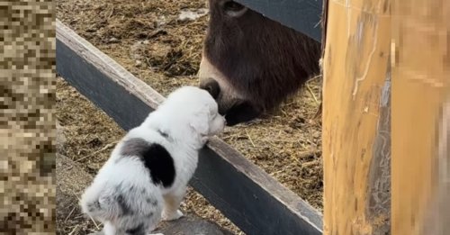 Un chiot aveugle et sourd cesse de pleurer en rencontrant un âne ayant pourtant la réputation de détester les chiens (vidéo)