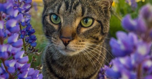Une femme partage avec émotion ses adieux à son chat de 3 ans, emporté subitement par une maladie foudroyante (vidéo)