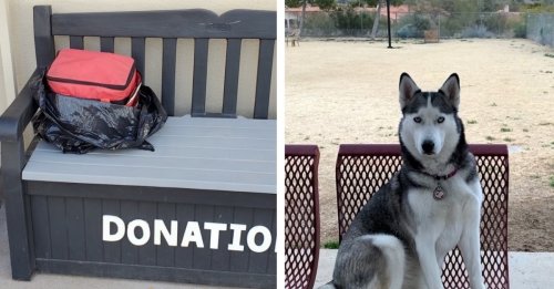 Un Husky découvre un chat enfermé dans un sac à plus de 40 °C