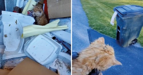 3 chatons jetés à la poubelle évitent le pire grâce au geste d'humanité d'un éboueur (vidéo)