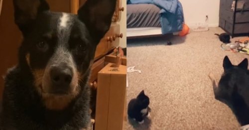 Cette gentille chienne découvre 3 chatons dans la forêt et prévient son humaine pour pouvoir les sauver, mais aussi devenir leur maman (vidéo)