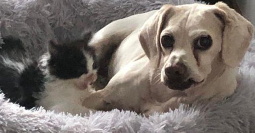 Rejeté par sa mère à sa naissance, ce chaton découvre l'amour auprès d'un chien doux et protecteur