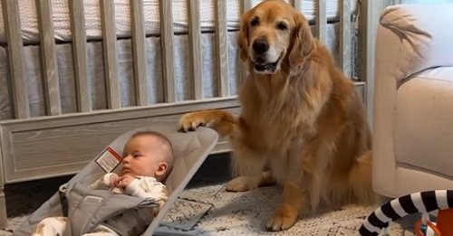 Cette sœur canine exemplaire aide ses propriétaires en berçant le nouveau-né de la maison (vidéo)