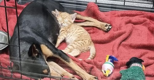 Un chaton à l’isolement chez le vétérinaire décide de s’échapper pour aller réconforter une chienne malade
