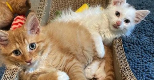 Ces 2 chatons qui se sont liés d’amitié au refuge ne seront jamais séparés