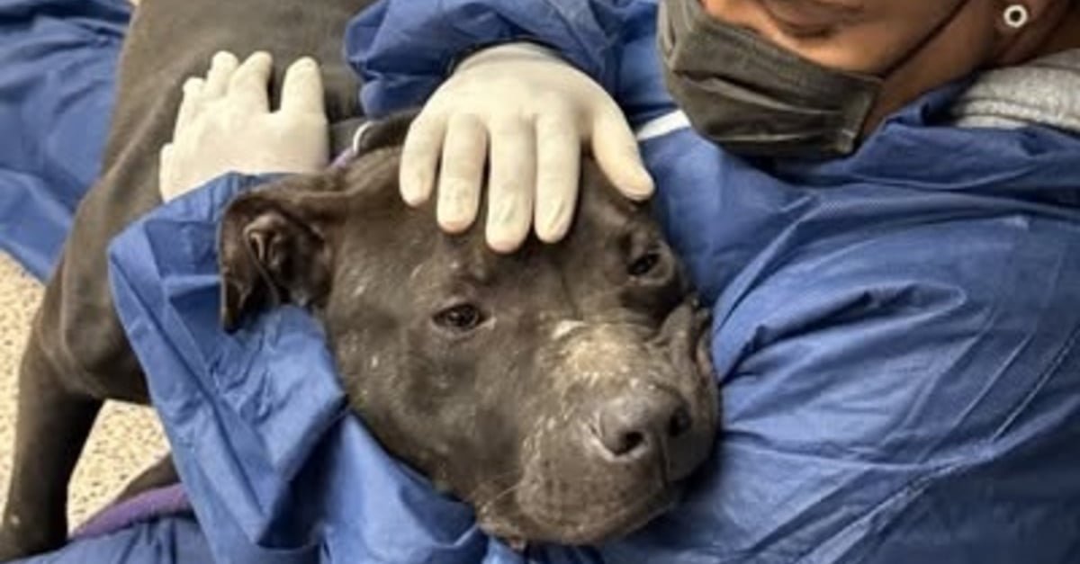 Un chien brisé émotionnellement et physiquement tombe dans les bras de sa bienfaitrice en réalisant qu'il n'a plus rien à craindre