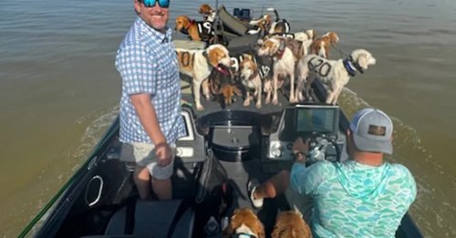 Une partie de pêche se transforme en sauvetage haletant de 38 chiens de chasse pris au piège au milieu d'un lac