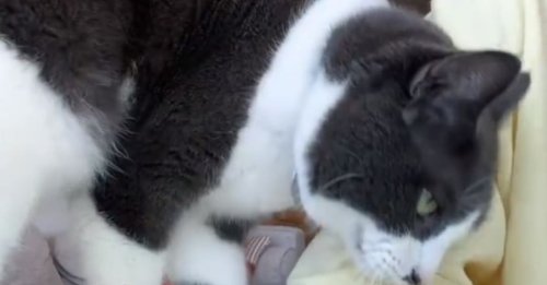 Ne supportant pas de voir sa maîtresse en larmes, ce chat exprime son inquiétude à sa façon (vidéo)