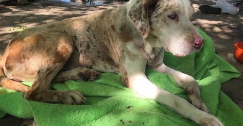 Lueur d'espoir 2 jours après la disparition d'une chienne senior, partiellement aveugle et sourde, emportée par les inondations !