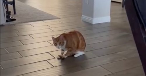 Ce chat vit le rêve de tous les chiens en attrapant sa queue grâce à une technique qu'il a développée (vidéo)