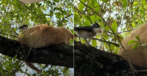 Ce chat faisant sa sieste dans un arbre ne voit aucun inconvénient à ce qu'un oiseau pioche dans son pelage pour faire son nid (vidéo)