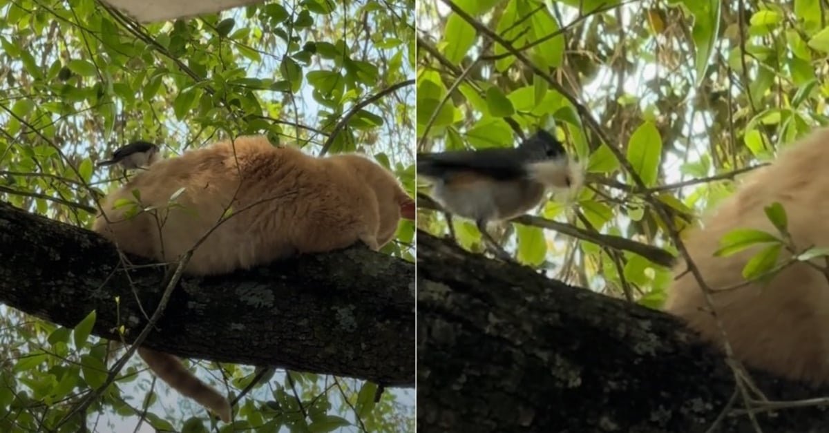Ce chat faisant sa sieste dans un arbre ne voit aucun inconvénient à ce qu'un oiseau pioche dans son pelage pour faire son nid (vidéo)