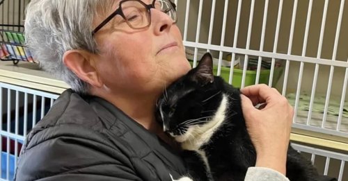 La rencontre entre une femme endeuillée et ce chat pensionnaire d'un refuge qui attend sa chance depuis 1 an