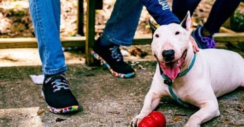 Le parcours poignant de ce Bull Terrier sauvé d'un ouragan et d'un cancer inspire un projet de loi contre l'abandon