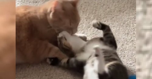 Un chat grincheux et ne tolérant pas ses congénères change d'attitude en rencontrant un chaton (vidéo)