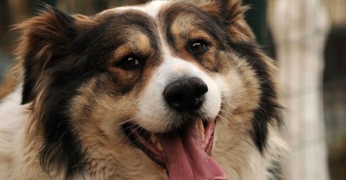 Le conseil ultime d'un vétérinaire pour améliorer la vie de votre chien sans dépenser d'argent