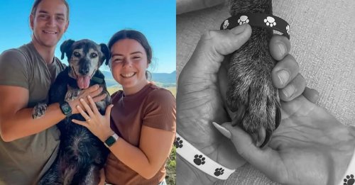 Leur chien sénior vivant ses derniers jours, ils en font la star de leur mariage pour lui dire adieu (vidéo)