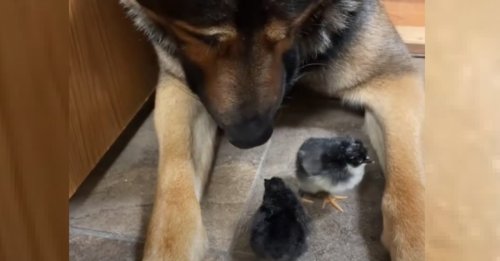 Admiré pour son autorité, ce Berger Allemand révèle une facette inconnue quand des poussins sautillent autour de lui
