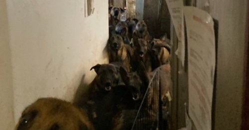 40 Malinois entassés dans une maison sortent de chez eux pour la première fois de leur vie