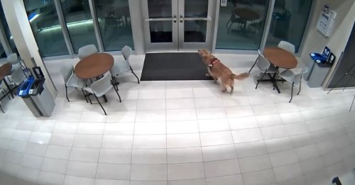 La chienne des pompiers voit son collègue humain enfermé à l'extérieur de la caserne et fait le nécessaire pour qu'il puisse entrer (vidéo)