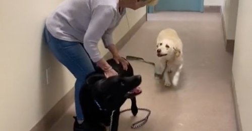 La joie immense d'une paire de Labradors âgés quand ils découvrent qu'ils sont adoptés ensemble (vidéo)
