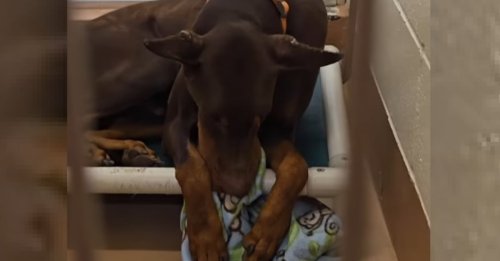 Enchaîné toute sa vie et abandonné car "trop bruyant", ce Dobermann se console comme il peut en s'accrochant à sa couverture préférée (vidéo)