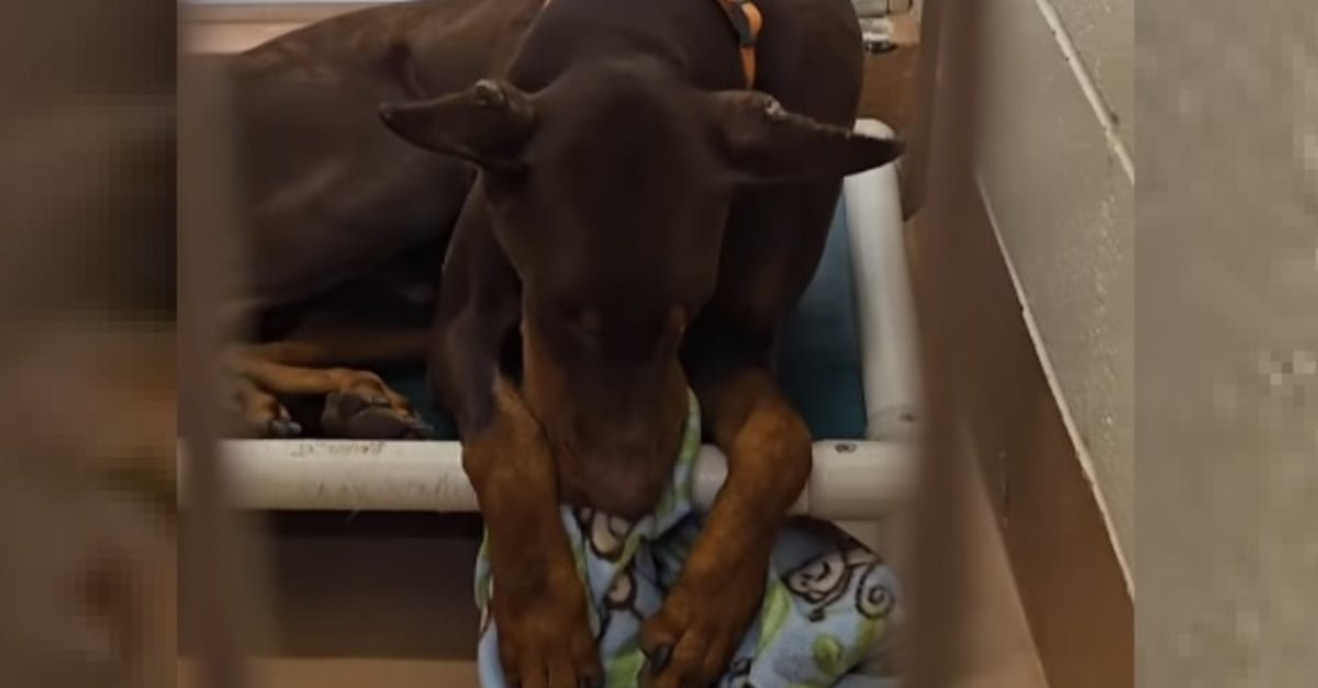 Enchaîné toute sa vie et abandonné car "trop bruyant", ce Dobermann se console comme il peut en s'accrochant à sa couverture préférée (vidéo)