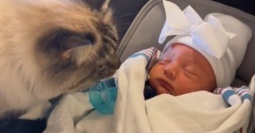 Une chatte réagit de manière surprenante lorsqu’elle rencontre le nouveau-né de la famille (vidéo)