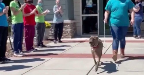 Le chien le plus ancien d'un refuge reçoit une ovation lorsqu'il part pour rejoindre sa nouvelle famille (vidéo)