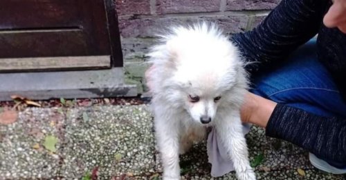 Une famille désespérée reçoit la photo d’un homme sans-abri avec un chien ressemblant à son animal volé