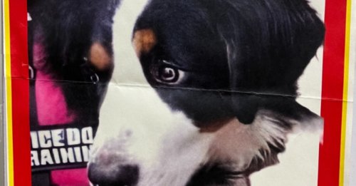 Des randonneurs en montagne viennent en aide à une chienne perdue et blessée qui leur donne du fil à retordre