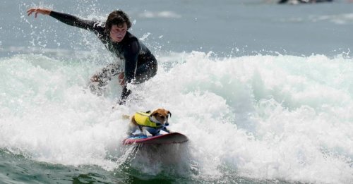 Efruz, le Jack Russell Terrier qui surfe, fait sensation sur les plages du Pérou