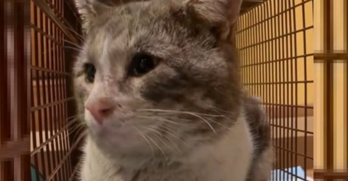 Un chat victime de mauvais traitements réapprend à faire confiance aux humains et à être aimé auprès de sa mère d'accueil (vidéo)