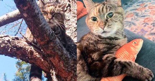 En pleine séance à sa salle de sport habituelle, un homme découvre la présence d’un sac de transport et plus haut dans un arbre le chat qui était censé être à l’intérieur