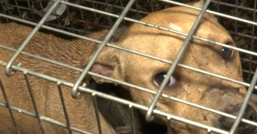 Des dizaines de chiens maltraités découverts lors d'une opération de police contre les combats canins