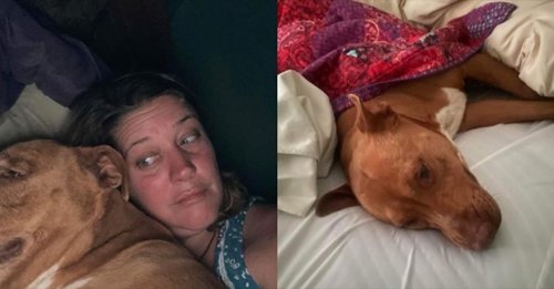 Elle se réveille avec un chien inconnu dans son lit ayant fait irruption chez elle