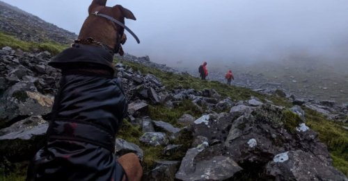 Lors d’une randonnée en montagne, un croisé Dobermann/Malinois de 40 kg refuse d’avancer face au danger et provoque l'intervention des secours